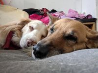 Gemeinsam Chillen - Schlaf ist f&uuml;r Hunde wichtig