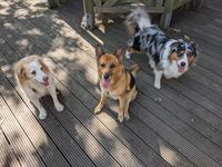 Bretone, Sch&auml;ferhund, Australian Shepherd - Mobile Hundeschule